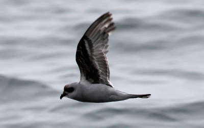 Серая качурка / Птицы Южных Курил
